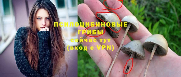 стаф Алзамай